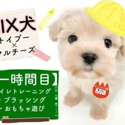 【 MIX 】トイレもおもちゃ遊びもバッチリ!過去最高クラスに賢いマルプーちゃん!!