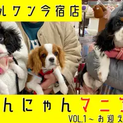 【 わんにゃんマニア 】初心者必見！マルワン今宿店流、愛犬・愛猫のお迎えガイド！