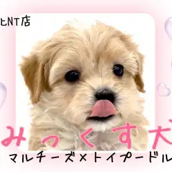 【 MIX 】抜け毛・ニオイ少なめ！ムッチリ可愛いドワーフ体型のマルプーちゃん。