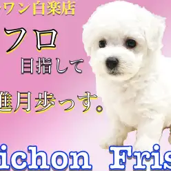 【 ビションフリーゼ 】抜け毛の少なさと温和な性格で飼いやすさ抜群のアフロ犬!