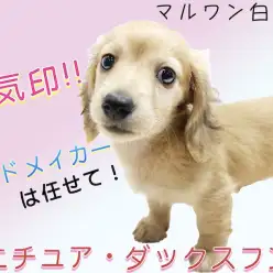 【 ダックスフント 】明るく陽気な性格！絶対に気をつける生活のポイントを紹介！