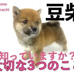 【 豆柴 】赤豆柴ちゃんと過ごすために大切な3つのこと！