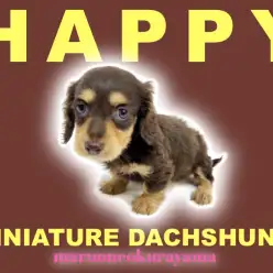 【 ミニチュアダックスフント 】多頭で暮らしても楽しい!チョコタンダックス登場!