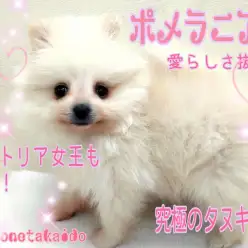 【 ポメラニアン 】ビクトリア女王も夢中になった愛らしさ!究極のタヌキポメ!