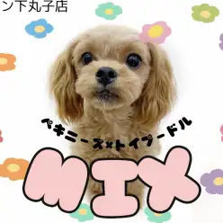 【 ペキプー 】超フレンドリーなMIX犬⁉︎猫とだって仲良くなれちゃう‼︎