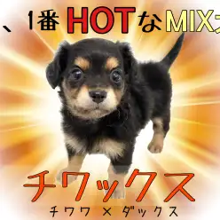 【 チワックス 】人気MIXランキング上位!ブラック&タンの小さめ垂れ耳チワックス!
