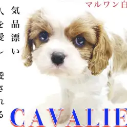 【 キャバリア 】初心者でも飼いやすい!ポイントはお散歩頻度とお手入れ習慣!