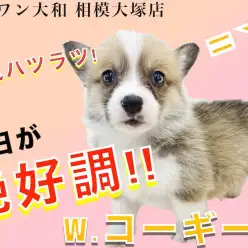 【 コーギー 】尻尾の短いペンブローク！明るい性格とお尻がチャームポイント！