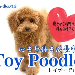 【トイ・プードル】穏やかな性格はピカイチ！第二弾！楽しく学習して心も身体も成長中