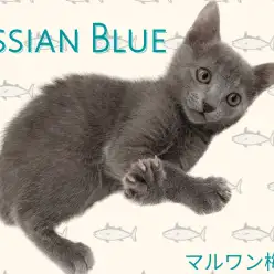 【 ロシアンブルー 】犬みたいに甘えん坊な性格！綺麗な毛並みが特徴！