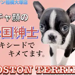 【 ボストンテリア 】タキシードを着たぶちゃカワ紳士！飼いやすいポイントとは？
