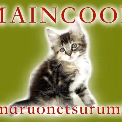 【メインクーン】将来は気品溢れるレディに変身!鮮やかな三毛タビーのメインクーン♡