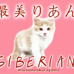 【 サイベリアン 】可愛い美しい甘えん坊の三拍子揃ったクリーム男子!