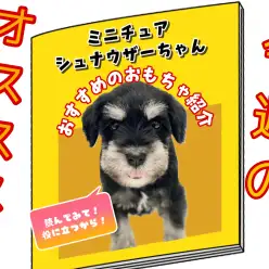 【 ミニチュアシュナウザー 】王道カラーの女子!マイペースな性格がたまりません!