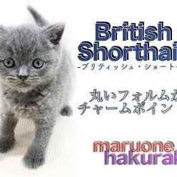 【 ブリティッショートヘア 】初心者にオススメ！温和な性格と丸い容姿で人気上昇中