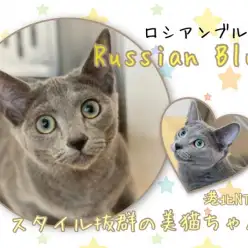 【 ロシアンブルー 】港北NTのスレンダー美猫のその後をご紹介！