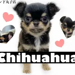 【 チワワ 】お得意のへそ天で皆を虜にさせる小さめチワワちゃん登場！