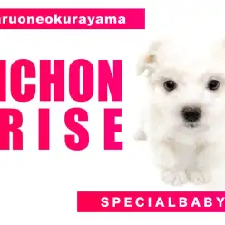 【 ビションフリーゼ・女の子 】  愛くるしさ満点まんまる界のプリンセス降臨!