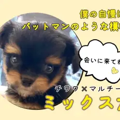 【 ミックス 】バットマン風味の模様がカッコかわいいチワマルくん