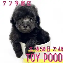 【トイ・プードル】生後50日で486g!手乗りサイズの小さめシルバー!