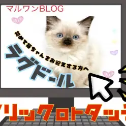 【 ラグドール 】シールポイントミテッドの毛色が魅力的！オススメキャリーもご紹介