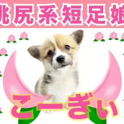 【 ウェルシュコーギーペンブローク 】桃尻短足娘ウルトラコーギーがやってきたぁぁ！