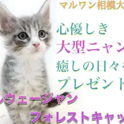 【 ノルウェージャンフォレストキャット 】美しいブルータビー！遊び方に注目？