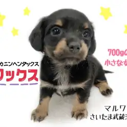 【 MIX・チワワ×カニンヘンダックス 】可愛すぎる！小さな女の子チワックス！！