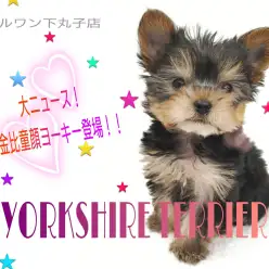【 ヨークシャーテリア 】大ニュース！黄金比をもつ激カワ童顔ヨーキー登場！！