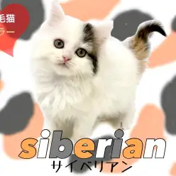 【 サイベリアン 】憧れの大型長毛種!ホワイトベースの三毛猫カラーが可愛いすぎる!
