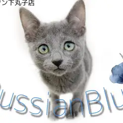 【 ロシアンブルー 】ロシブルマスタースタッフがご紹介する激かわ肩乗りニャンコ