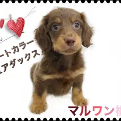 【 ミニチュアダックス 】チョコレートタンの男の子！“USA”でわんこを育てる！