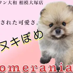【 ポメラニアン 】マズルが短い大人気タヌキぽめ！将来は柴犬カットも似合います♪