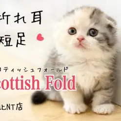 【 スコティッシュフォールド 】シルバーパッチドタビーの折れ耳まん丸顔の女の子