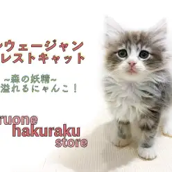 【 ノルウェージャン 】人気のブルーマッカレルカラー！被毛の手入れと食育について