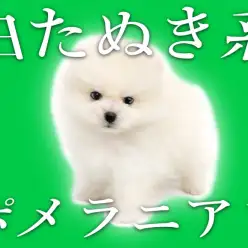 【 白ポメラニアン 】わたあめのように真っ白いふわふわ王国のたぬきポメ！