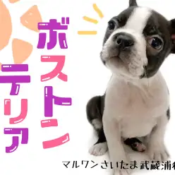【 ボストンテリア 】希少!ボストンテリアくんと暮らしをご紹介!