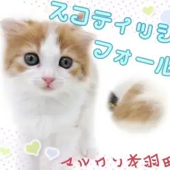 【 スコティッシュフォールド 】ハート模様は幸せを運ぶ！？ラブリー子猫が新登場！
