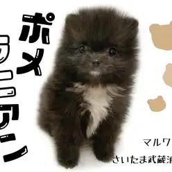 【 ポメラニアン 】スペシャルポメ!クマ顔な黒ポメちゃん!