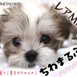 【 MIX 】パパはチワワ！ママはマルチーズ×トイプードル！激レアオンリーわんこ