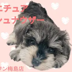 【 ミニチュアシュナウザー 】抜け毛が少なく甘えん坊な性格の女の子!