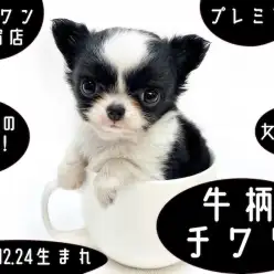 【 チワワ 】聖夜に生まれたプレミアムDOG！ティーカップサイズの牛柄チワワ！