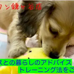 【 ミニチュアダックス 】ダックスに適したトレーニング法をトレーナーが解説！
