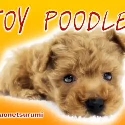 【 トイプードル 】元気いっぱいカーリーヘア美形レッドの男の子!