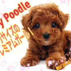 【 トイ・プードル 】手乗りサイズ!初めての室内犬にオススメな理由もご紹介!