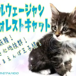 【 ノルウェージャンフォレストキャット 】甘えんぼ長毛種の上手な育て方教えます！