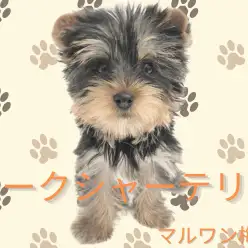 【 ヨークシャーテリア 】人を魅了するヨーキーの性格と人気のカットをご紹介!