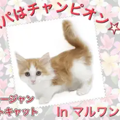 【 ノルウェージャン 】パパはチャンピオン!抱っこが大好きな長毛ネコちゃん!