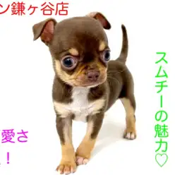 【 スムースチワワ 】チョコタンカラーの小さめサイズ！スムチーの魅力に迫る！