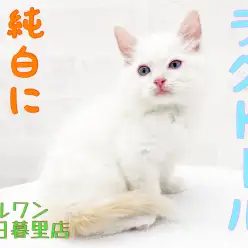 【 ラグドール 】純白にクリームのアクセント！お留守番はお任せあれ！